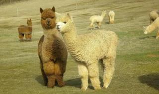 羊驼怎么叫 羊驼怎么叫